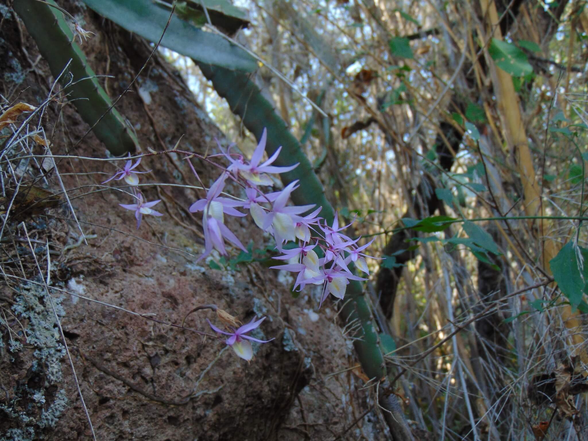 Barkeria naevosa